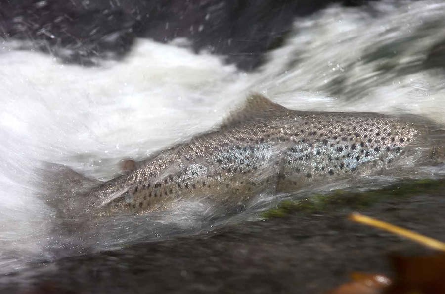 Fundraising Trout