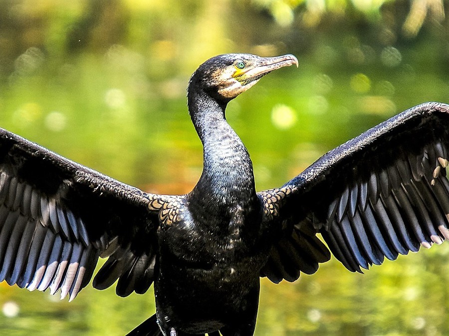 cormorant-2377841_960_720.jpg