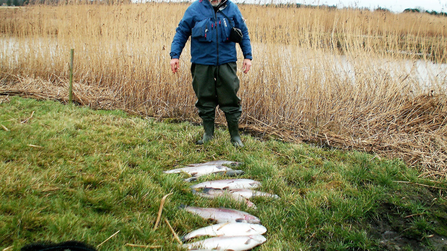 Billed 2, Lars Høpfner gjorde sit til at opfiske så mange regnbueørreder som muligt under premieren.JPG