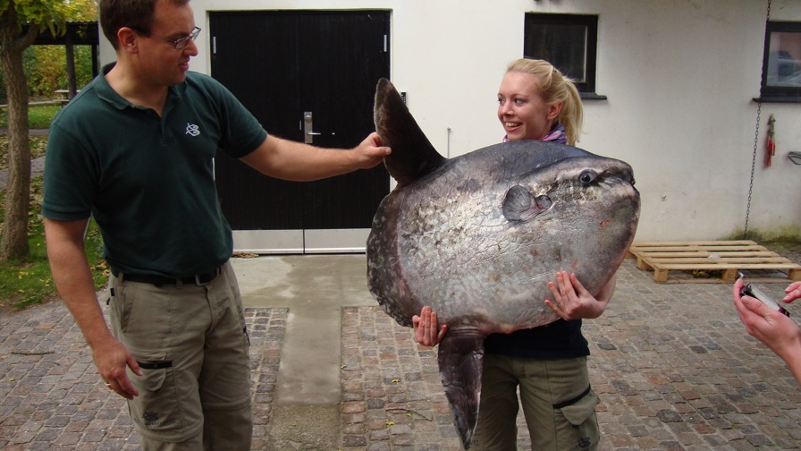 Dyrepasser Helle med erhvervsfiskerfanget klumpfisk på 31 kg. fra det nordlige Øresund okt. 2011 (1).JPG