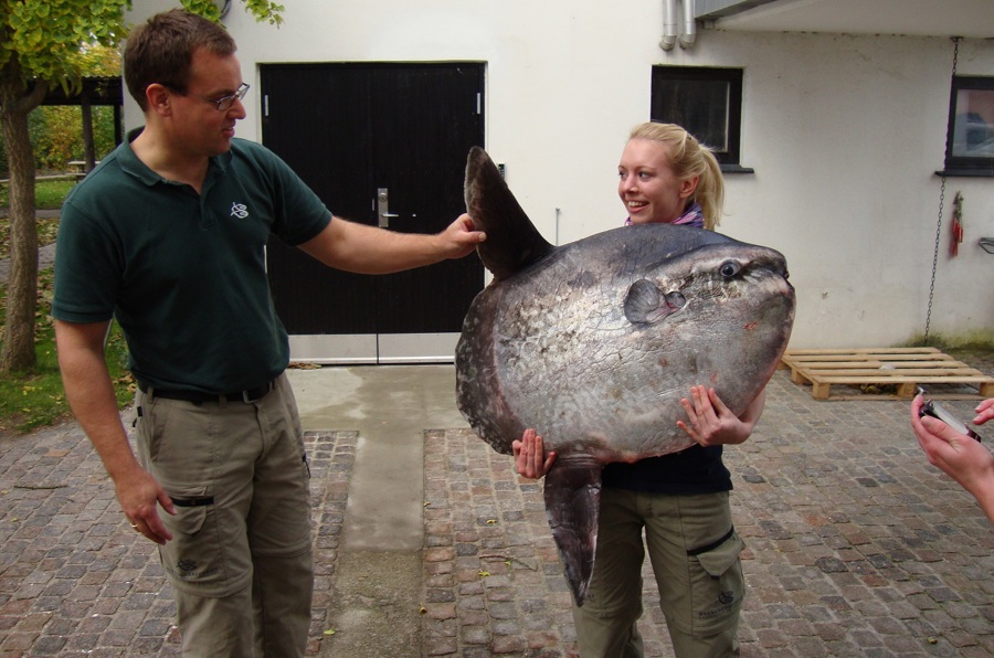 Dyrepasser Helle med erhvervsfiskerfanget klumpfisk på 31 kg. fra det nordlige Øresund okt. 2011 (1).JPG