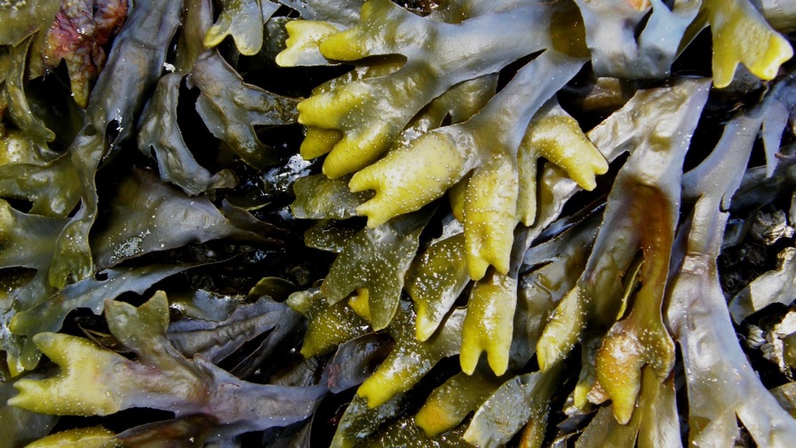 kelp-2147456.jpg